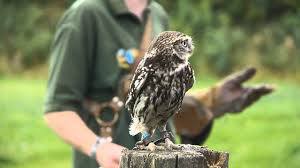 World of Wings Birds of Prey Centre